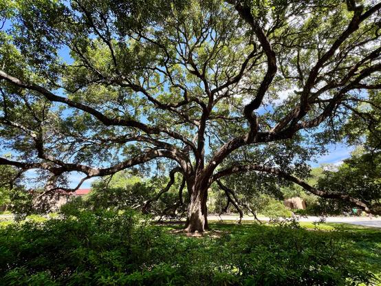 A large spreading Live Oak tree growing in a grassy area with some shrubbery in the foreground. There is a bright blue sky with a cloud visible through its branches. In the background there are tan buildings with reddish roofs.