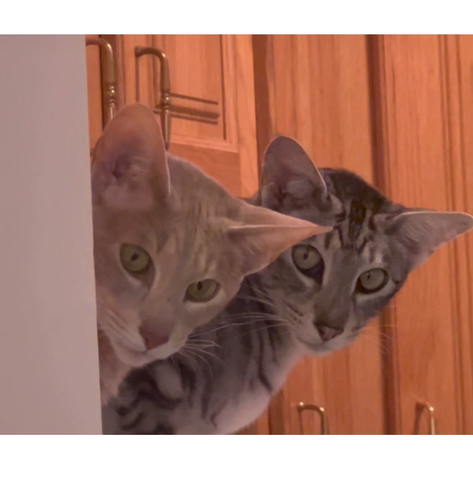 close up of two wide-eyed moonstruck kitty cats