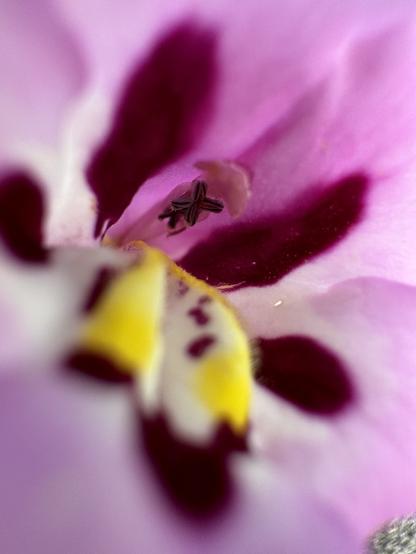Close up of a Pink and yellow flower (Mimulus tricolor)