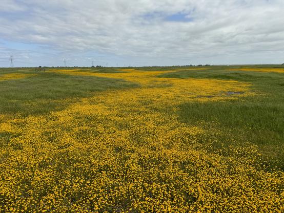 Vernal swale with yellow flowers called goldfields
