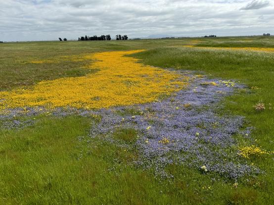 Vernal pool in a green grassland with bright yellow and blue flowers