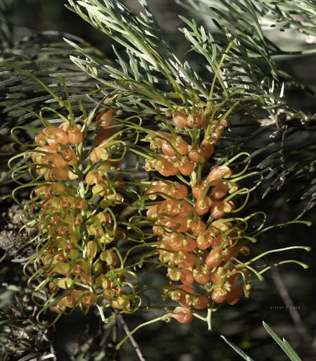 Grevillea stenomera (grafted) - garden plant, Corunna, NSW.