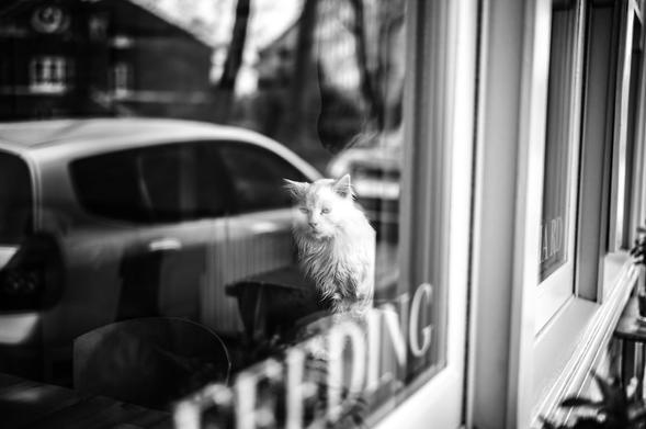 As I been told, this is 20 years old cat. 
-------------------------------------------------------------
You can also find me on <a href="https://www.instagram.com/rawstreetsldn/" rel="noreferrer nofollow">instagram</a>