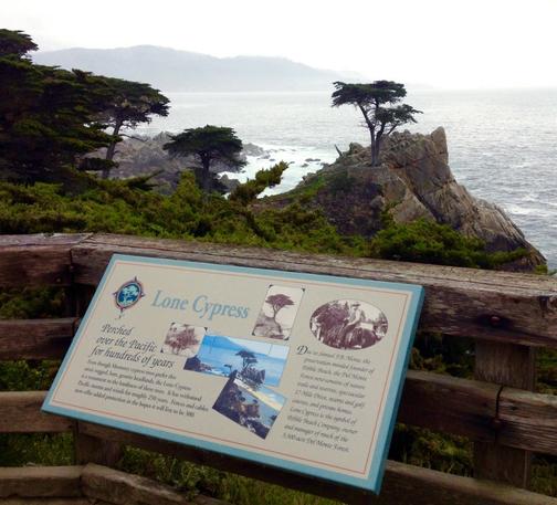 A sign about the Lone Cypress, one of many signs describing some points of interest along 17-Mile Drive, is in the foreground.