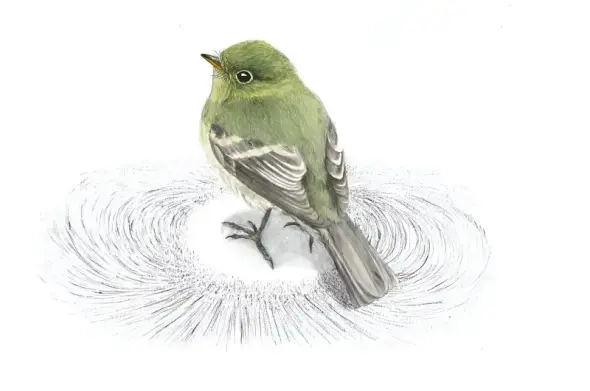 Drawing of a small bird standing on a pattern evoking the lines of a magnetic field