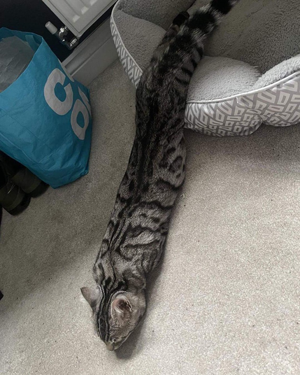 A cat lying on the floor with its front paws tucked in and back paws stretched behind, resembling a big snake.