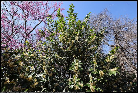 Ilex vomitoria (also called Yaupon, Yaupon Holly, Cassina) was blooming in Norman, Oklahoma, United States on March 20, 2024. In the background are Eastern Redbud flowers and  also oak branches and wild grape vines that have not yet started to grow their spring leaves.