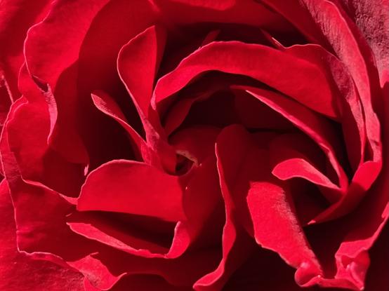 Closeup colour photo of the heart of a intensely scarlet rose. The petals look silky and tactile, the edges vibrant in the strong bright sun, and the centre in deep black shadow.