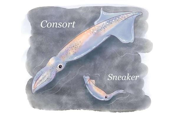 drawing of 2 squids - elongated cephalopods - the larger is described as "consort" and the smaller as "sneaker"