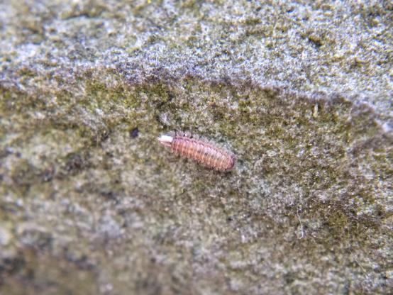 A bristle millipede on a rock slab. It looks more like a carpet beetle larva or a caterpillar than a millipede: it is short, covered in tufts of hairy bristles like sprays of tamarack needles, and has a stiff brush of pale shiny hair at the end of its abdomen.