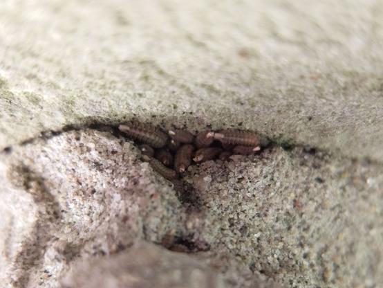 A smaller clump of bristle millipedes in the worn-away gap between stone and mortar.