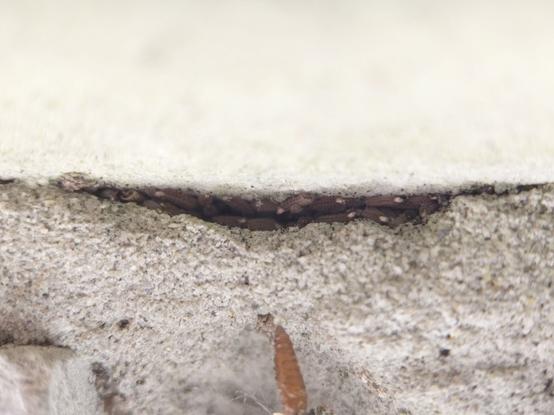 Even more bristle millipedes in a gap in the mortar.