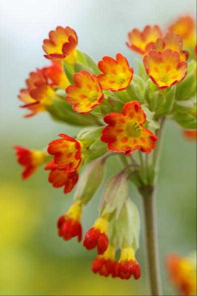 The flowers of a primula-like plant, with red ends to the petals and yellow centres. They are in varying degrees of focus against a blurry sky / vegetation background. There's a sense of movement as the wind was quite strong!