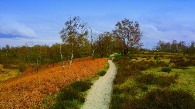 Sandiger Gratweg über die Maasdünen.