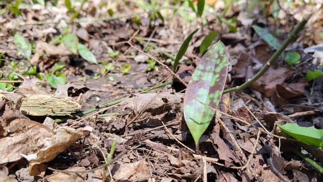 A single green leaf mottled with brown pokes up from the dried leaf litter on a forst floor.