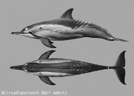 spinner dolphin with lots of cyber implants