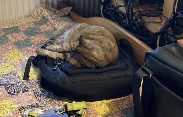 Katze, schlafend auf einem Rucksack.