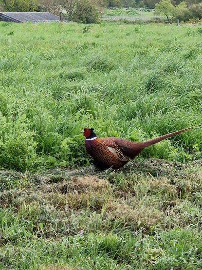 Photo of a pheasant in a field