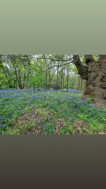 Photo of a wood with the floor carpeted in bluebells