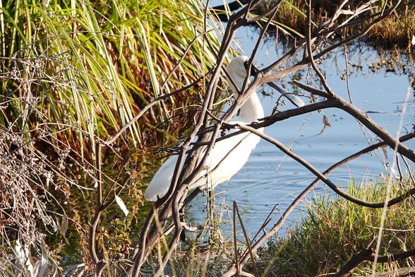 A Royal Spoonbill (a white wading bird with a large black spoon-shaped bill) standing in shallow water at the edge of a patch of marshy vegetation.