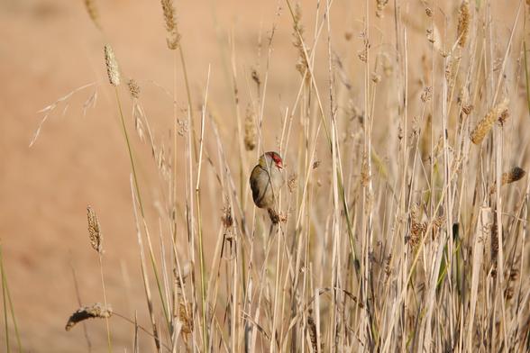 A Red-browed Finch (a small greenish bird with a scarlet patch above the eye and the bill eating seeds from dry grasses. Most of the picture is brown and yellow with tall grassy stalks.