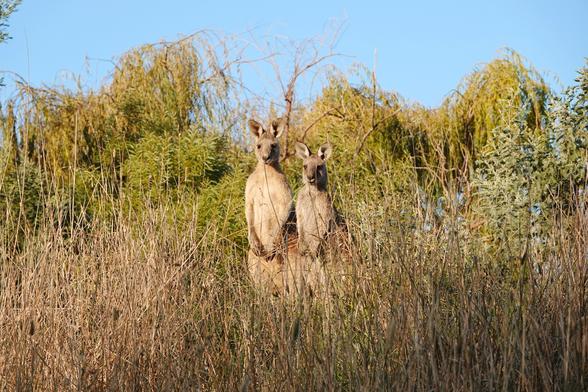 Two Eastern Grey Kangaroos looking down from a grassy bank. The sky is clear blue.