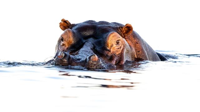 Hippo partly submerged looking at the camera against a white background of sky and water.