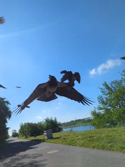 Foto nach hinten während des Radfahrens, mehrere grau-schwarze Nebelkrähen fliegen direkt hinter mir, die vorderste hat eine Erdnuss im Schnabel, aber den Schnabel nicht geschlossen, sondern einen Spalt weit offen, so dass die Nuss frei schwebt.