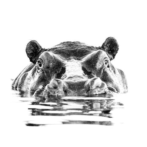 Black and white partly submerged hippo photo. Looking directly at the camera.