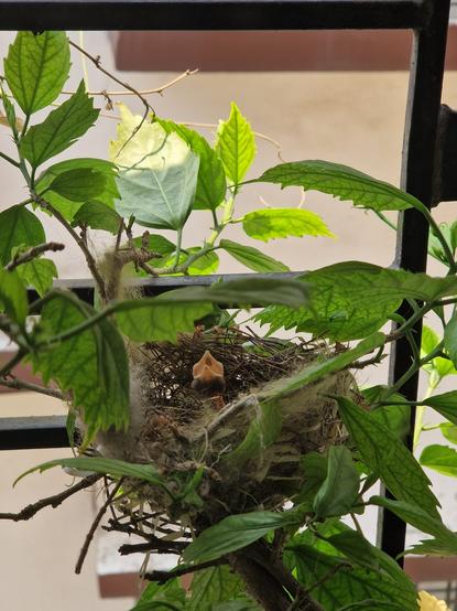 Baby Bulbul in a nest, calling out for food