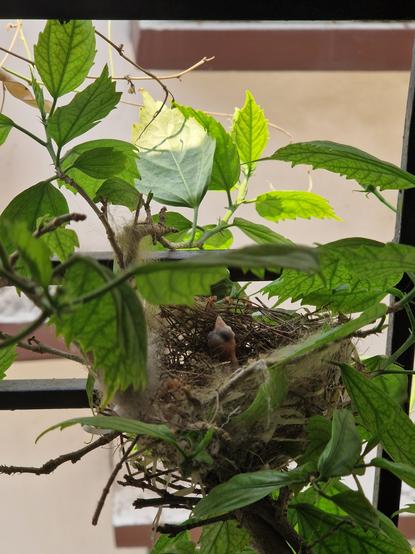 Baby Bulbul bird in a nest built on a Hibiscus plant