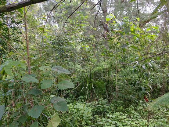 A regeneration planting in a riparian zone shows a series of planting rows shot on an oblique angle, with a mix of trees, grasses, and weeds all growing together. There are some larger Casuarina trees present in background.