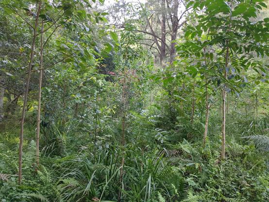 A regeneration planting in a riparian zone shows a series of planting rows photographed inline, with a mix of trees, grasses, and weeds all growing together. There are more pronounced sedges present in foreground, Lomandra hystrix, with naturally occurring ferns bordering them in 2 other rows amongst other vegetation and weeds.