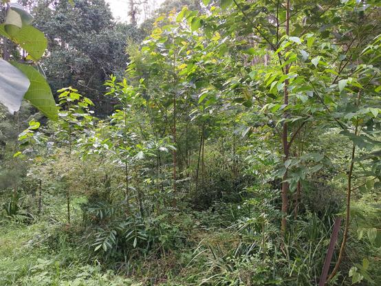 3 planting rows in a riparian revegetation project with numerous pioneer trees present, mostly Commersonia bartramia. An Elaeocarpus grandis, Toechime tenax, and Trema tomentosa are visible in foreground.