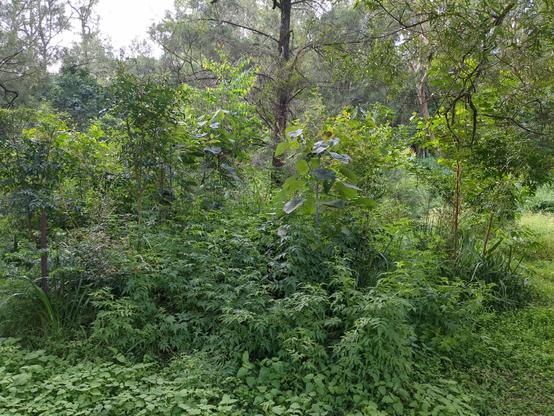 4 rows of planted trees in a riparian revegetation project are visible with native Raspberry, Rubus probus, spilling out between the rows and preventing foot traffic.