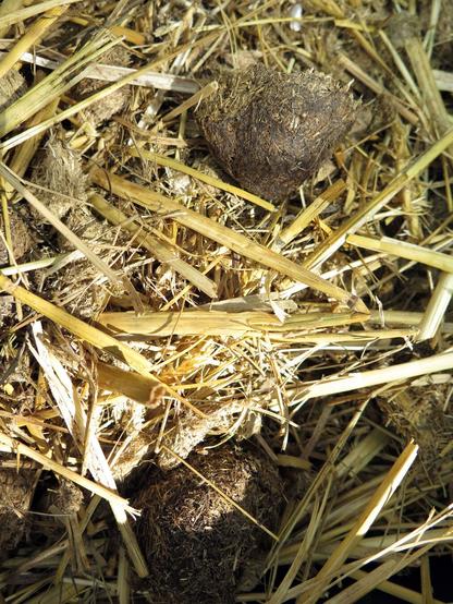 Nahaufnahme eines Gemisches aus Pferdemist / Pferdeäpfeln und Stroh.