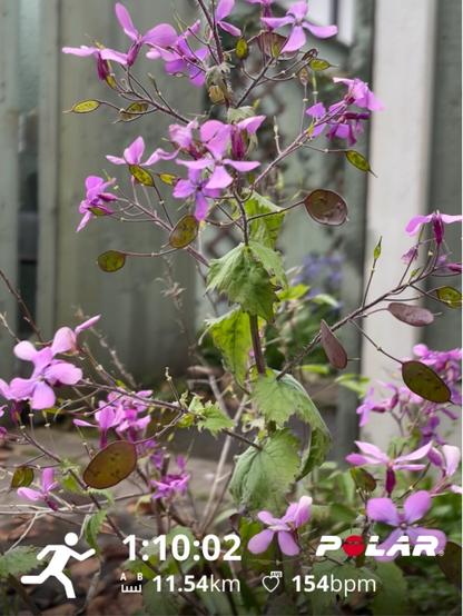 Honesty bush with purple flowers. Photo has running stats of 1 hour 10 minutes duration 11.54 km distance and 154 bpm average heart rate