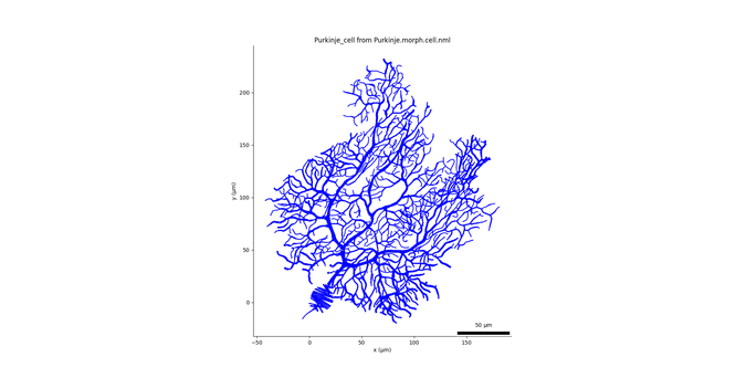 An image showing the morphology of a Purkinje Cell, from the NeuroML conversion of the cell model developed by Zang et al 2018.