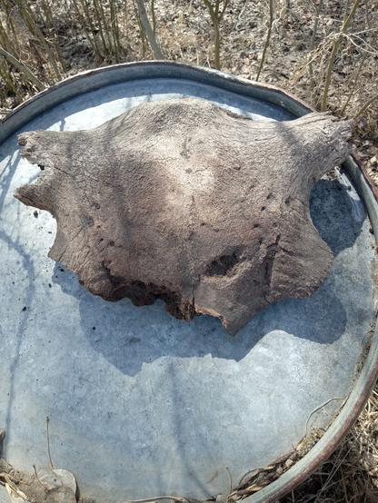 A grey white, partial bison skull pictured on top of a galvanized steel drum.
