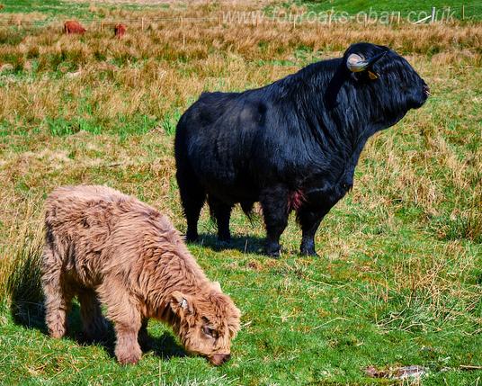 Highland cows, calf and bull