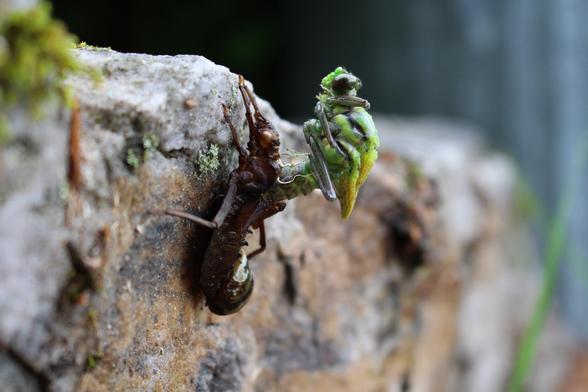 An adult dragonfly half-emerged from its nymph shell, looking very much like an alien in an H. R. Giger illustration. The adult is bright green, the nymph shell is dark brown and attached to the vertical face of a large rock.