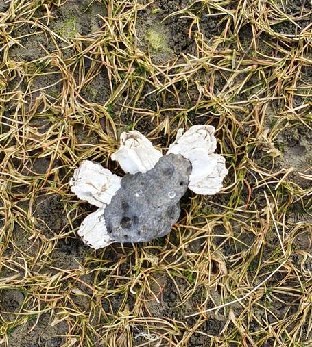 Small rock with five barnacles
Lying on grass