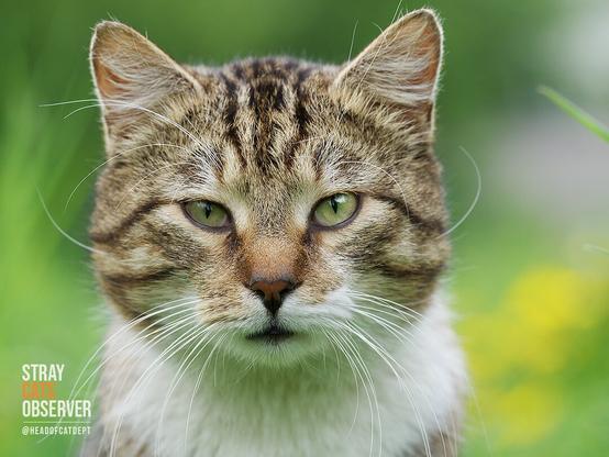 Close up portrait of a large male cat