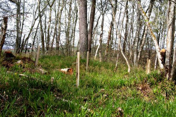 A woodland with 4 tree protectors