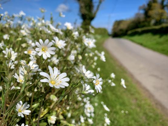 Greater Stitchwort blooming in a hedgerow