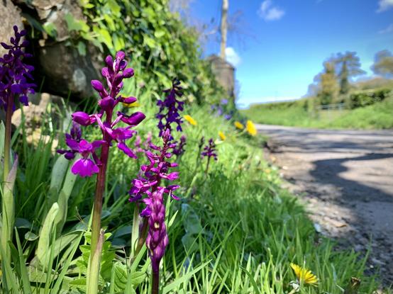Early Purple Orchid