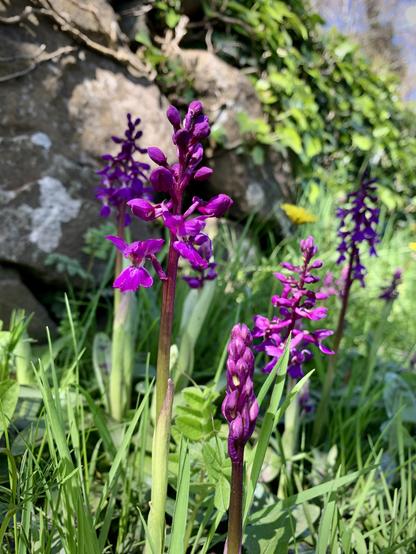 Early Purple Orchid