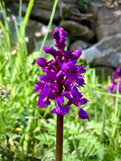 Early Purple Orchid