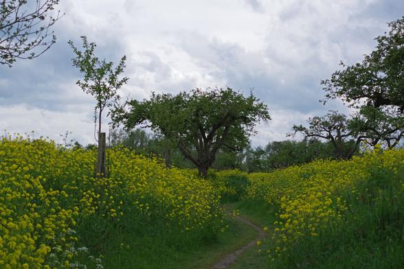 Photograph of a path with on both sides bright yellow flowers. Further up the path, a tree. In the background blue sky with white clouds.