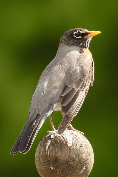 A bird that is ordinarily much darker is here the color of skim milk.